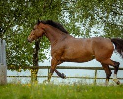 horse Marakesch (Ukrainisches riding horse, 2019, from Cortes C)