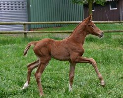 foal by Feine Edoste (Oldenburg, 2024, from Bonfilio)