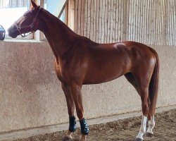 jumper Top of Joy (Oldenburg show jumper, 2020, from Hickstead White)