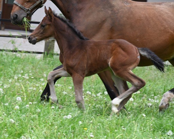 foal by Tequila Queen (Oldenburg show jumper, 2024, from Vagabond)