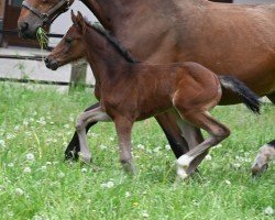 foal by Tequila Queen (Oldenburg show jumper, 2024, from Vagabond)