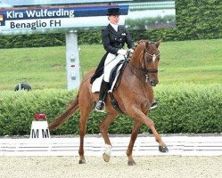 stallion Benaglio (Oldenburg, 2008, from Breitling W)