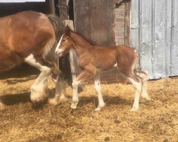 horse Hill Topper Monica's Tess (Clydesdale, 2018, from Doura Above All)