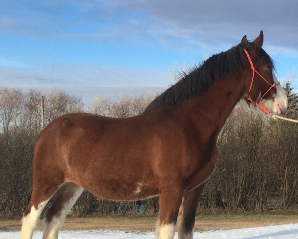 broodmare Hill Topper Pamela (Clydesdale, 2005, from Crack A Dawns Silver Storm)