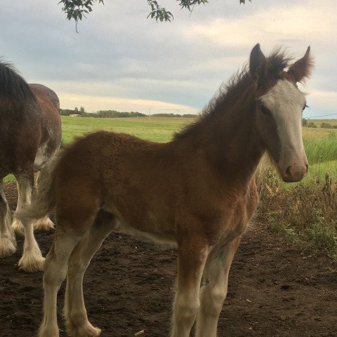 horse Hill Topper Pamela's Mindy (Clydesdale, 2020, from Gor-Dey Key)