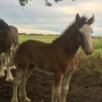 Pferd Hill Topper Pamela's Mindy (Clydesdale, 2020, von Gor-Dey Key)