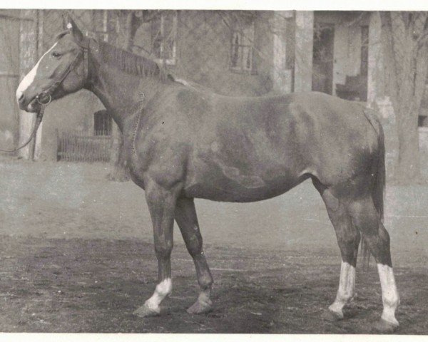 broodmare Demut H 5724 (Hanoverian, 1954, from Demant)