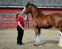 Zuchtstute Hill Topper Pamela's Tieg (Clydesdale, 2015, von Zorra Highland Above's Sandman)