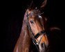 dressage horse Rock 'n' Rose (Rhinelander, 2009, from Rock Forever NRW)