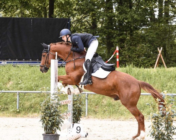 jumper Indian Summer G. (Oldenburg show jumper, 2015, from I'm Special de Muze)