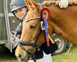 broodmare Madita Ws (German Riding Pony, 2013, from Voyage)