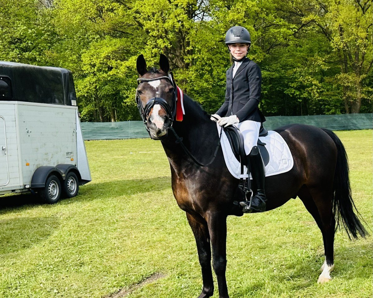 Dressurpferd Cold Case H (Deutsches Reitpony, 2007, von Ginger 556)
