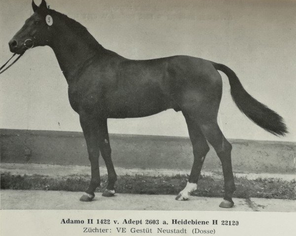 stallion Adamo II (Noble Warmblood, 1980, from Adept)