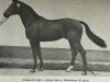 stallion Adamo II (Noble Warmblood, 1980, from Adept)