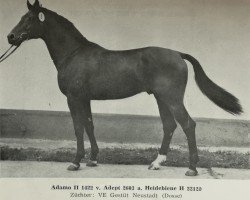 stallion Adamo II 1422 (Noble Warmblood, 1980, from Adept 2602)