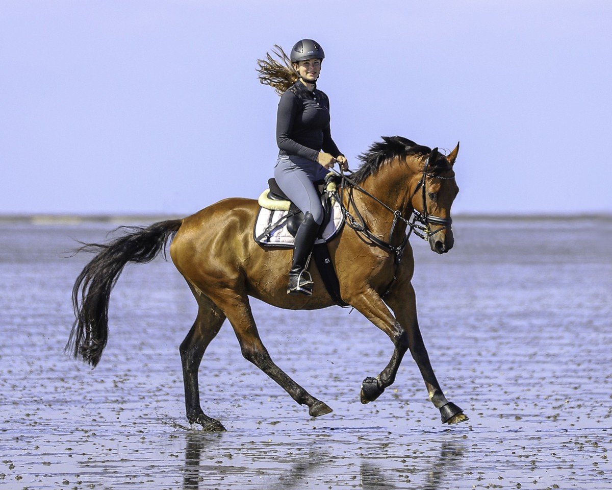 dressage horse Rykker (Trakehner, 2010, from Connery)