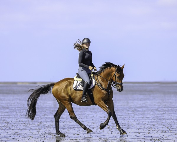 Dressurpferd Rykker (Trakehner, 2010, von Connery)