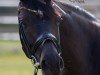 dressage horse Formentera 5 (Hanoverian, 2016, from Finest)