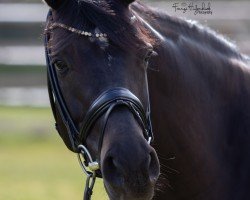 dressage horse Formentera 5 (Hanoverian, 2016, from Finest)