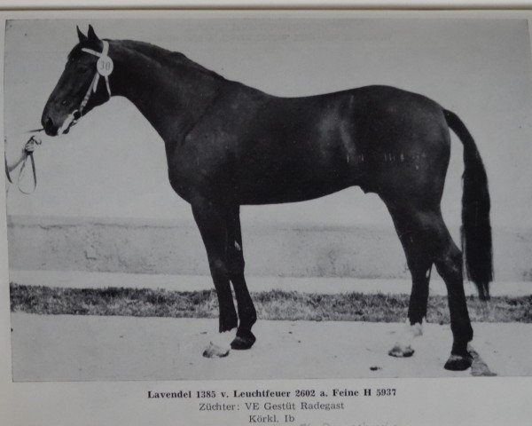 stallion Lavendel (unknown, 1977, from Leuchtfeuer)