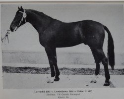 stallion Lavendel 1385 (Noble Warmblood, 1977, from Leuchtfeuer 2602)