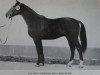 stallion Lux (Noble Warmblood, 1979, from Leuchtfeuer)