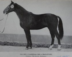 stallion Lux (Noble Warmblood, 1979, from Leuchtfeuer 2602)