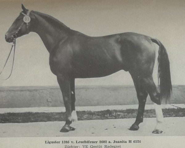 stallion Liguster (German Warmblood, 1977, from Leuchtfeuer)