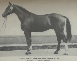 stallion Liguster 1386 (German Warmblood, 1977, from Leuchtfeuer 2602)