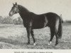 stallion Adamit I (Brandenburg, 1976, from Adept)