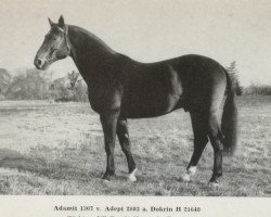 stallion Adamit I (Brandenburg, 1975, from Adept 2602)