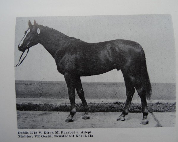 stallion Debüt (Brandenburg, 1980, from Direx)