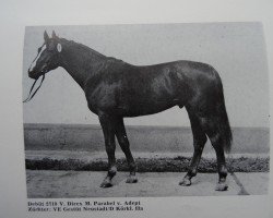 stallion Debüt 2718 (Brandenburg, 1980, from Direx 3257)