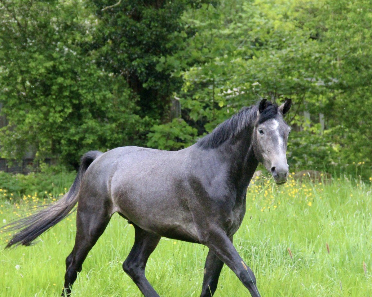 jumper Cherry Baby du Pertuis Z (Zangersheide riding horse, 2021, from Codex Diaz Z)