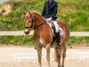 Dressurpferd Sky 234 (Haflinger, 2009, von Standing Ovation)