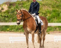 dressage horse Sky 234 (Haflinger, 2009, from Standing Ovation)