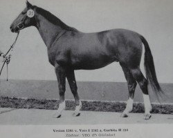 stallion Veston 1395 (Noble Warmblood, 1979, from Vers I Mo 3345)