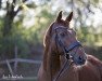 dressage horse Aron 243 (unknown, 2005)