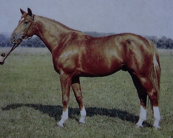 stallion Altgold II (Trakehner, 1981, from Opal)
