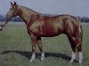 stallion Altgold II (Trakehner, 1982, from Opal)