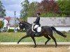 dressage horse Lascona 3 (Württemberger, 2013, from Lord Leopold 7)