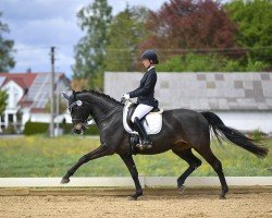 dressage horse Lascona 3 (Württemberger, 2013, from Lord Leopold 7)