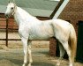 Pferd Abgar xx (Englisches Vollblut, 1958, von Abernant xx)