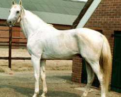 stallion Abgar xx (Thoroughbred, 1958, from Abernant xx)