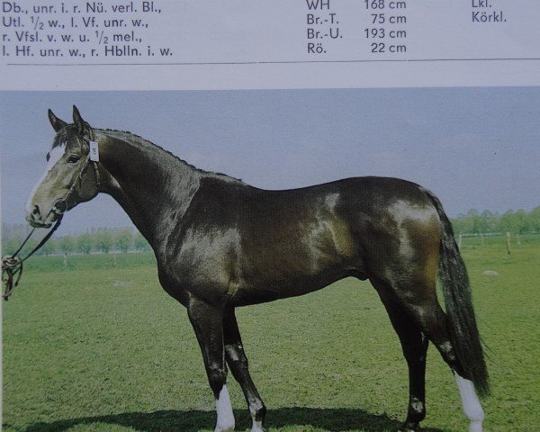 stallion Gaston (Noble Warmblood, 1984, from Gardo)