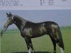 stallion Gaston (Noble Warmblood, 1984, from Gardo)