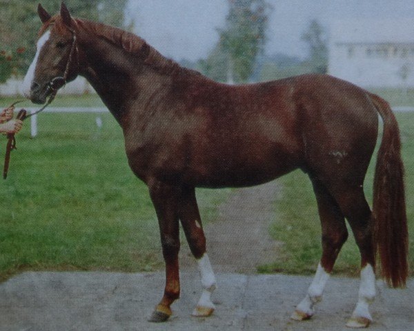 stallion Istvan 1430 (Noble Warmblood, 1981, from Infant)