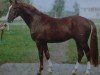 stallion Istvan 1430 (Noble Warmblood, 1981, from Infant)