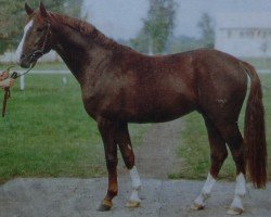 stallion Istvan 1430 (Noble Warmblood, 1981, from Infant 1243)