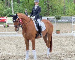 dressage horse Tik Tok 2 (Oldenburg, 2017, from Top Gear)